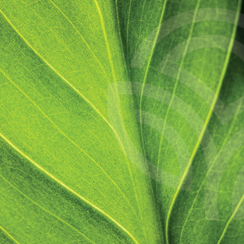 Flüssiges Chlorophyll NSP