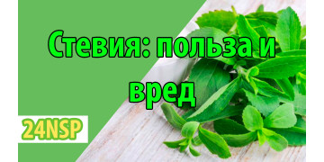 Стевия сахарозаменитель: польза и вред