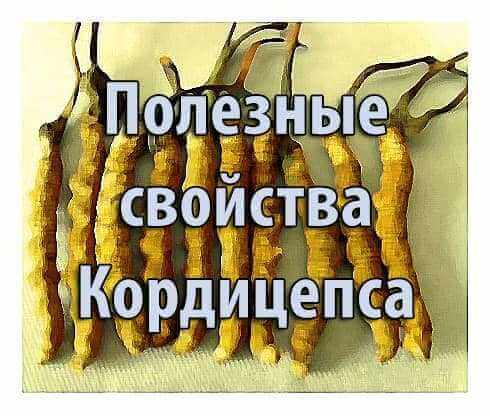 Vorteilhafte Eigenschaften von Cordyceps
